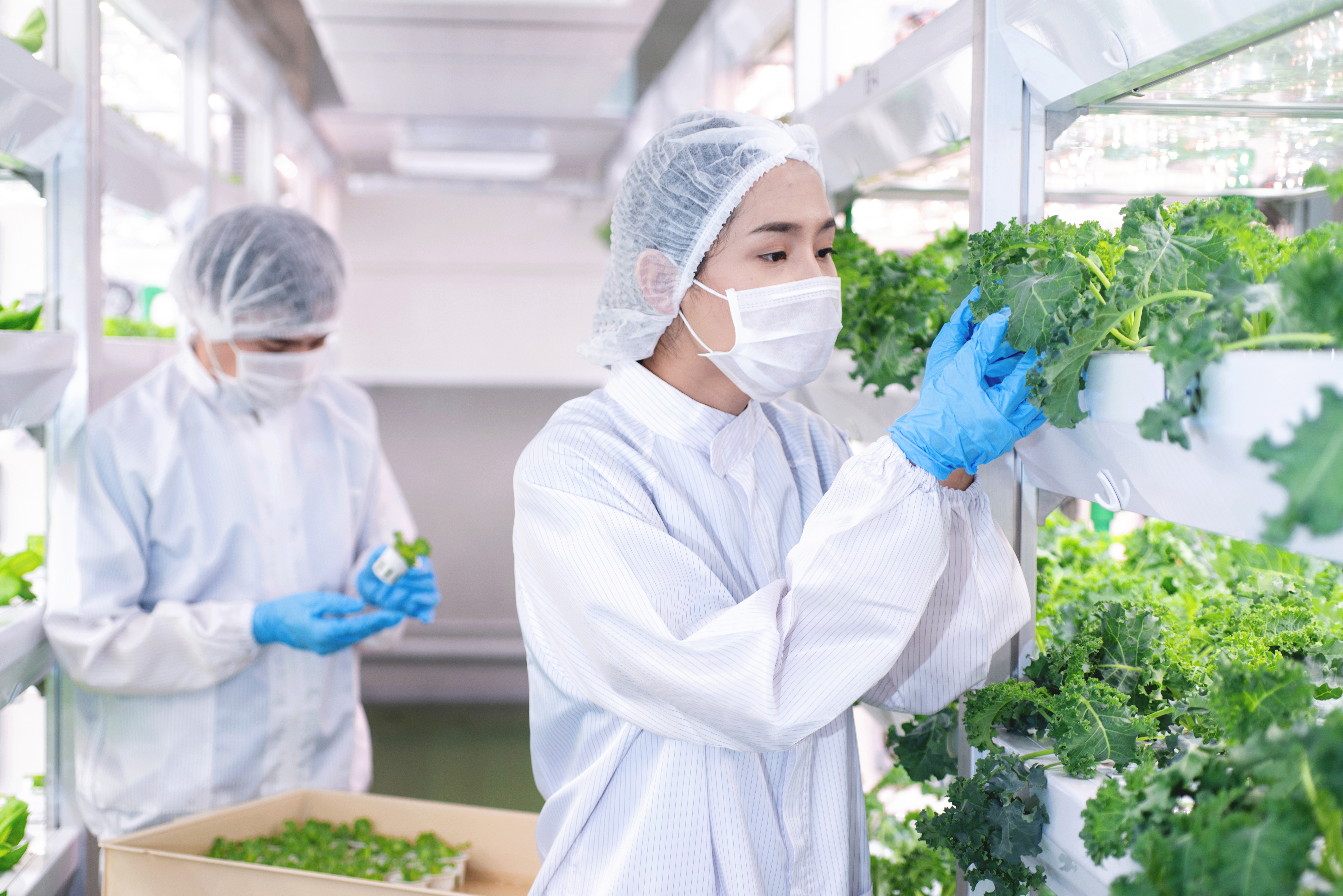 Asian biotechnologist checking vegetables in LED light farm, hydroponic vegetable grow with LED light indoor farm, hydroponics close system, agriculture technology